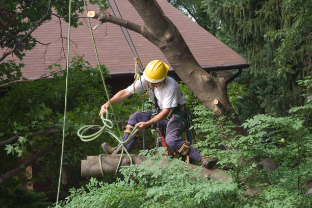 Best Stump Grinding and Removal  in Sangaree, SC